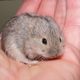 Illustration for article titled Lemming Suicide Is a Myth That Was Perpetuated by Disney